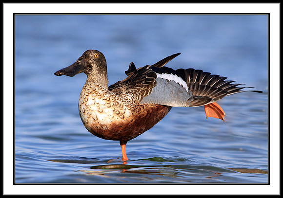 Northern Shoveler