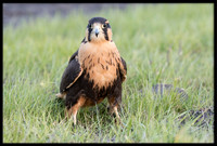 Aplomado Falcon