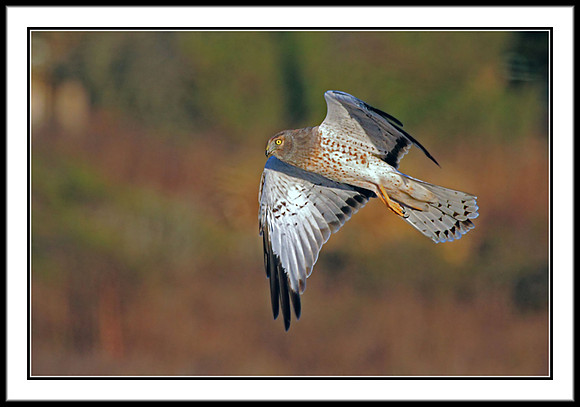 Northern Harrier