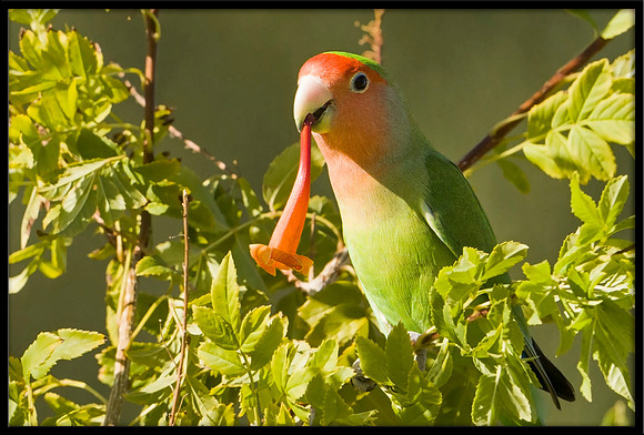 Rosy-faced Lovebird