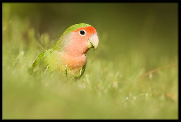 Rosy-faced Lovebird