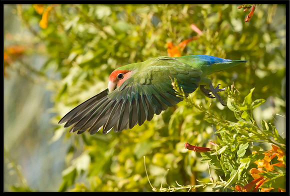 Rosy-faced Lovebird