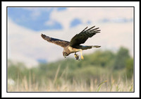 Northern Harrier