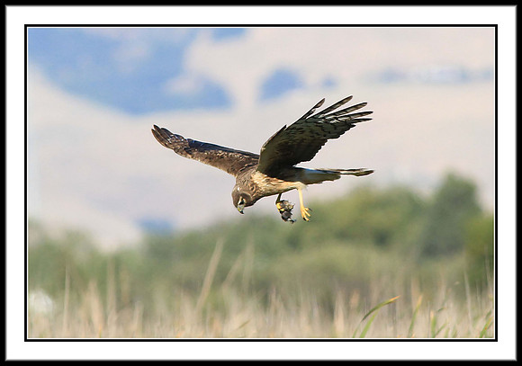 Northern Harrier