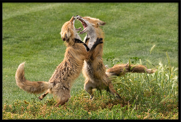 Red Fox Fight