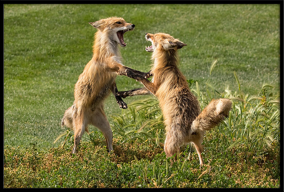 Dancing The Fox Trot: Red Fox Fight