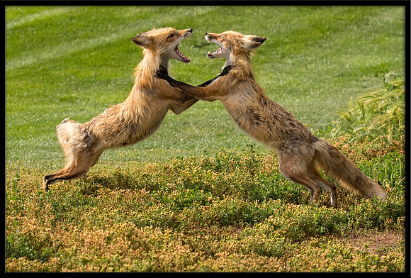 Red Fox Fight