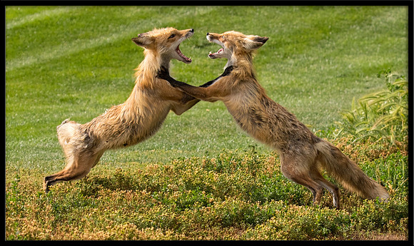 Red Fox Fight