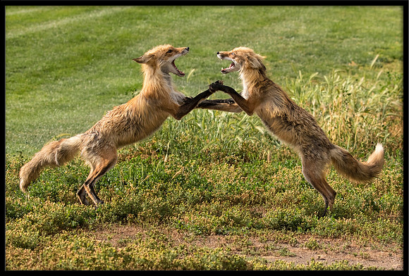 Red Fox Fight