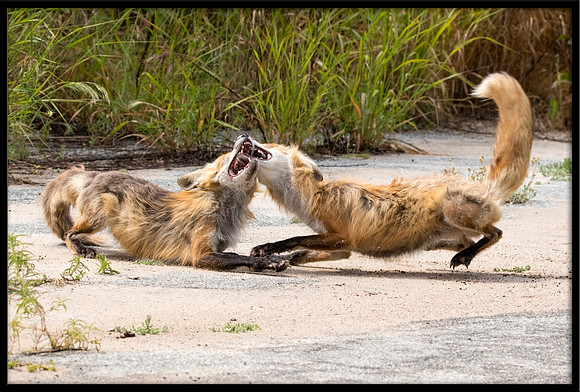 Red Fox Fight