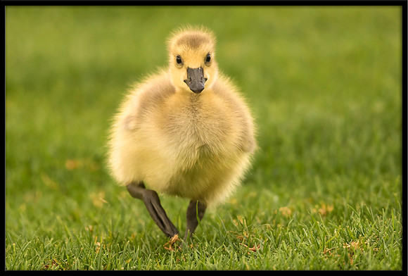 Gosling