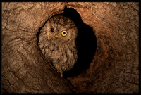 Western Screech Owl with injured eye