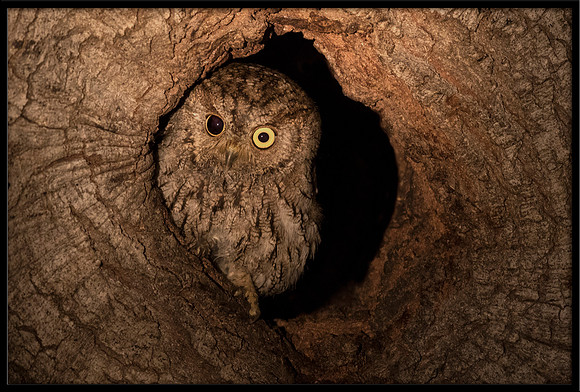 Western Screech Owl with injured eye