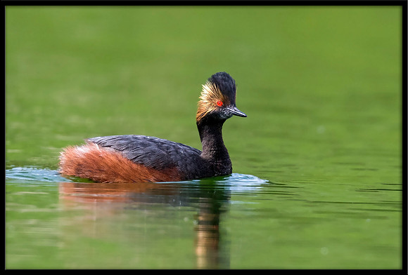 Eared Grebe