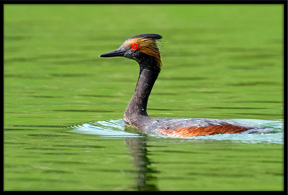 Eared Grebe