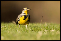 Western Meadowlark