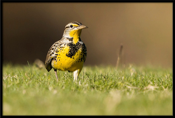 Western Meadowlark