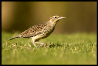 Western Meadowlark