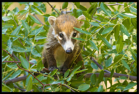 Coati (young)