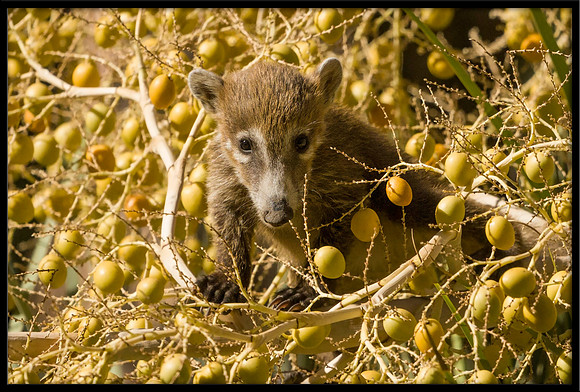 Coati (young)