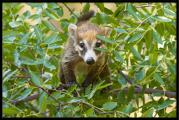 Coati (young)
