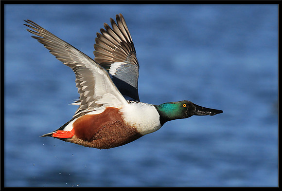 Northern Shoveler