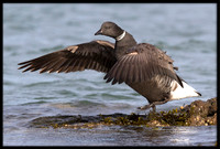 Brants Goose