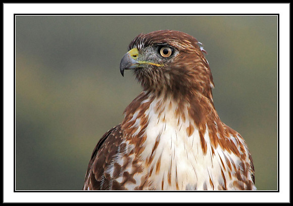 Red-tailed Hawk
