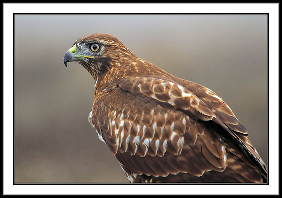 Red-tailed Hawk