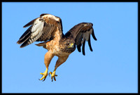 Red-shouldered Hawk