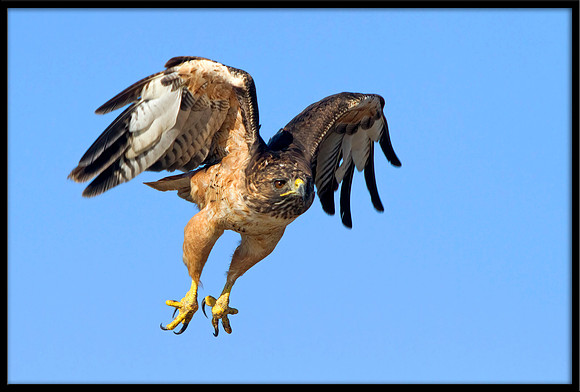 Red-shouldered Hawk