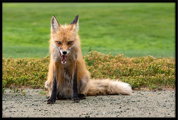 Red Fox
