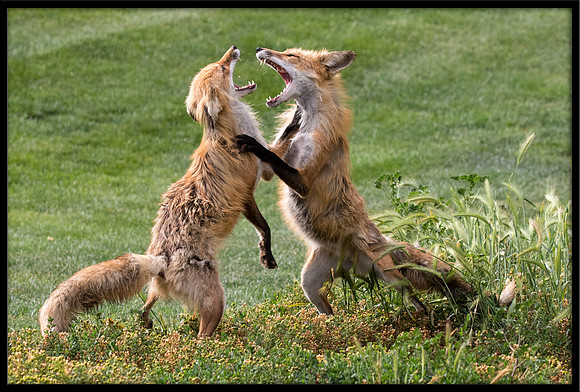 Red Fox Fight