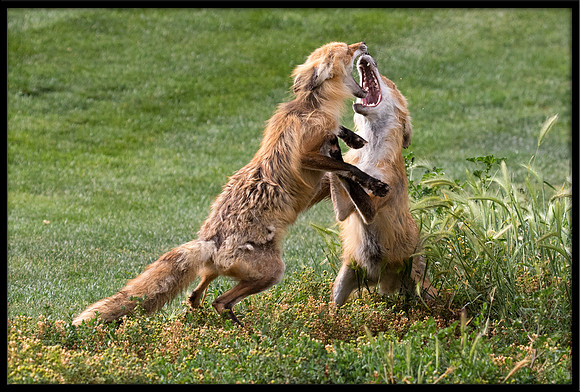 Red Fox Fight