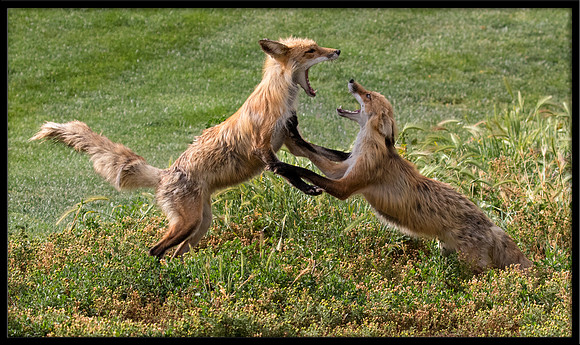 Red Fox Fight