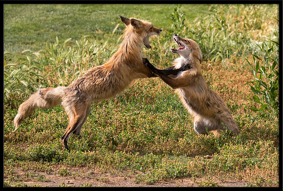 Red Fox Fight