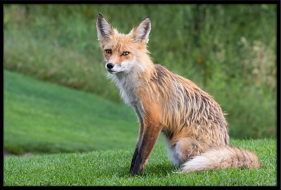Red Fox