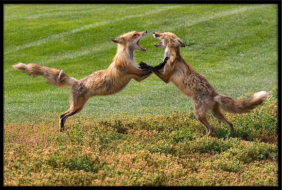 Red Fox Fight