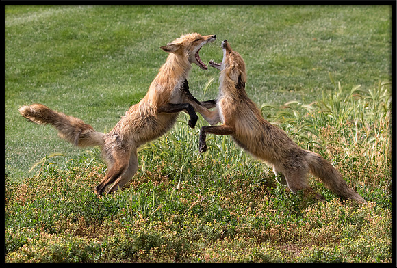 Red Fox Fight