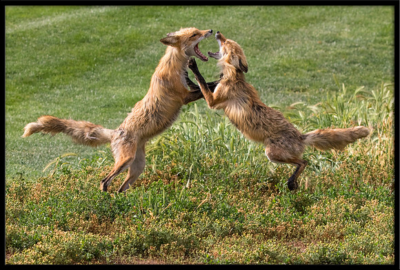 Red Fox Fight
