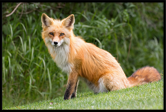 Red Fox