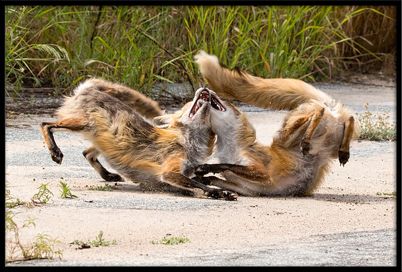 Red Fox Fight