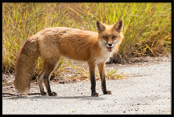 Red Fox