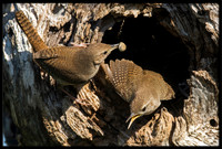 House Wrens
