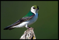 Violet-green Swallow