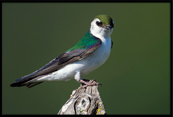 Violet-green Swallow