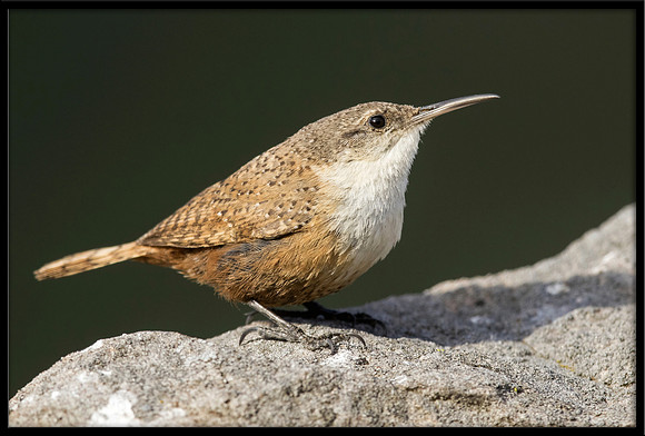 Canyon Wren