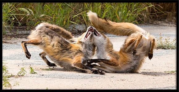 Red Fox Fight