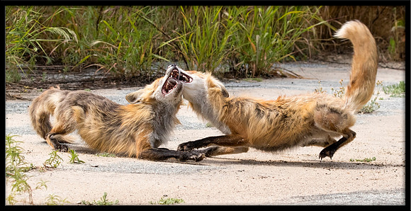 Red Fox Fight