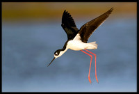 Black-necked Stilt